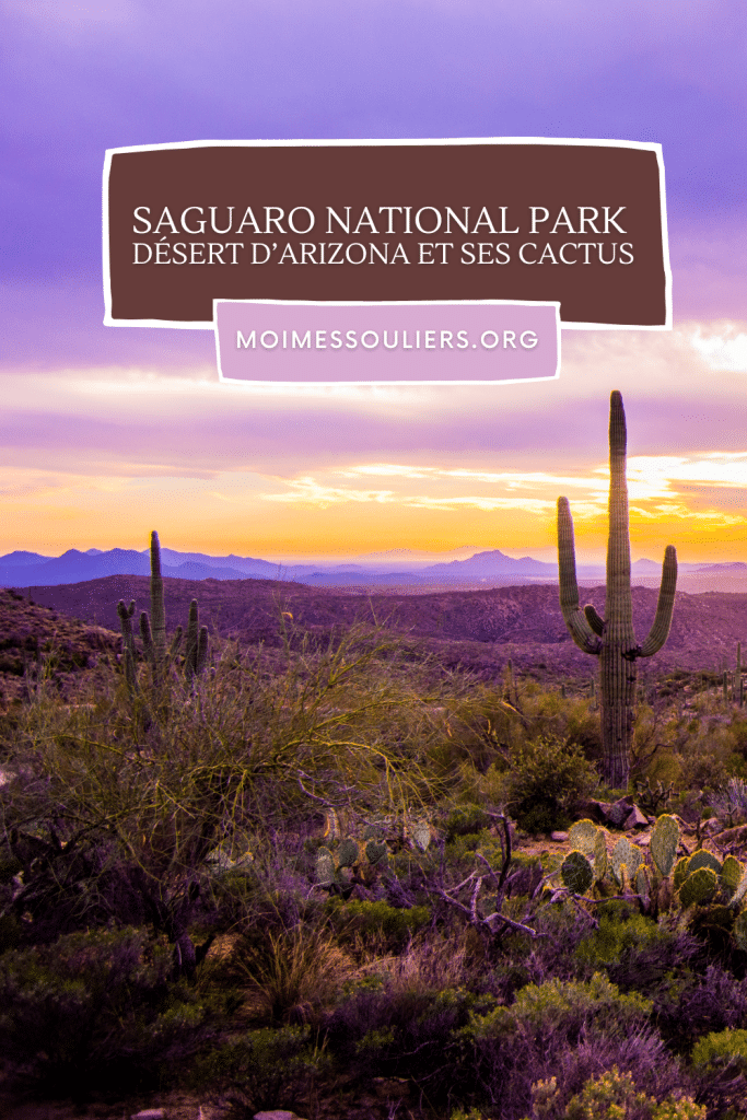 Visiter le park national de Saguaro en Arizona