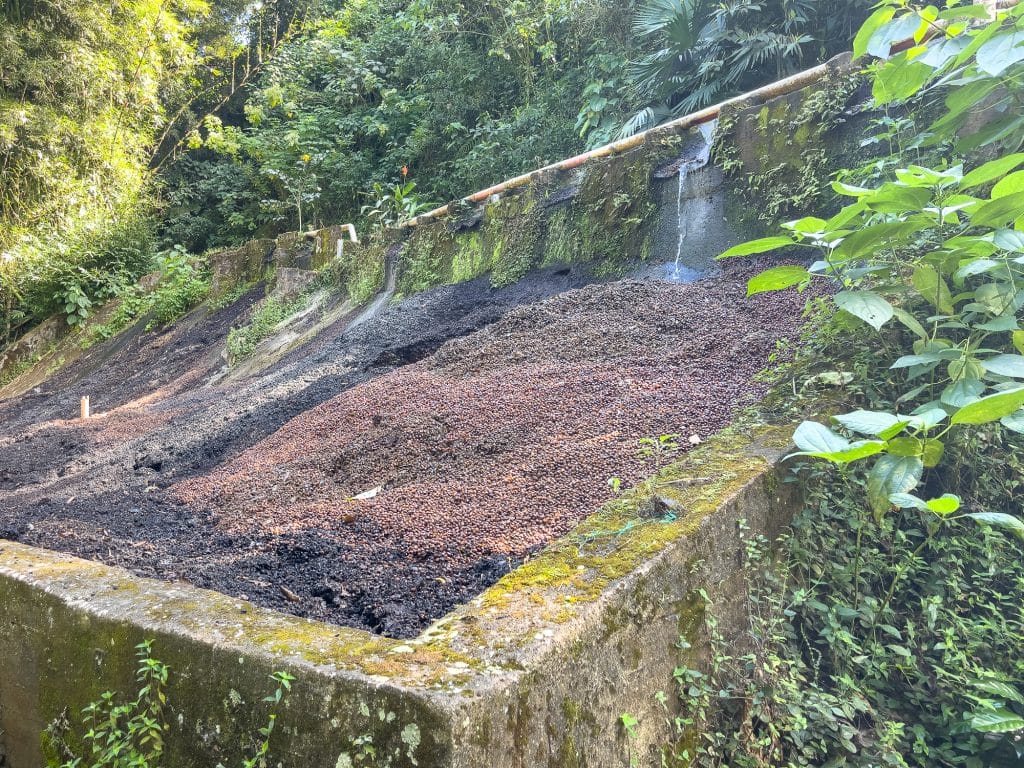 Café de la Finca La Victoria