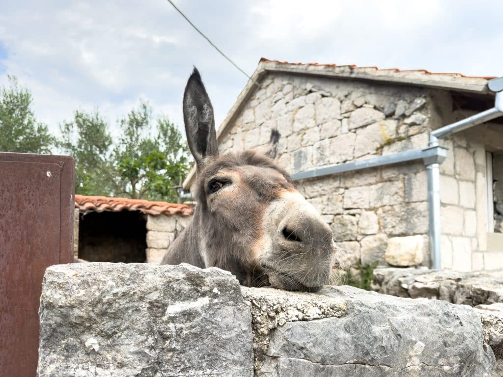 Léo, l'âne de Gišino à Plasna Glavica