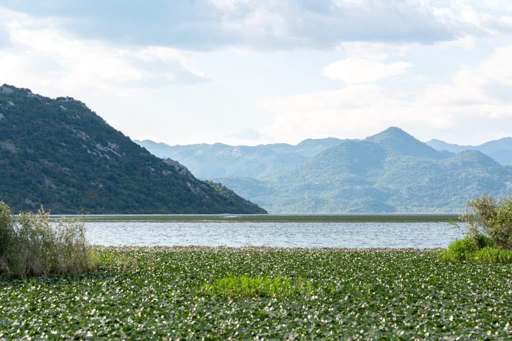 Nénuphars sur le lac au Monténégro