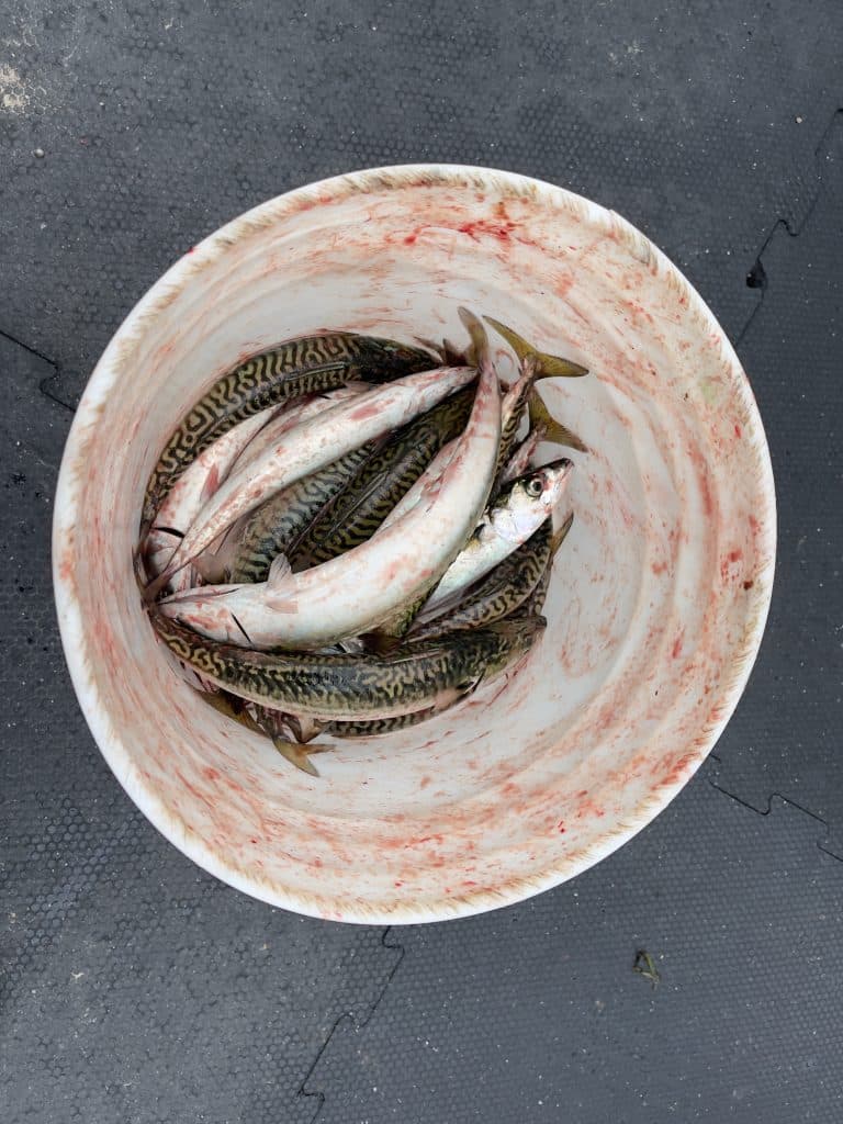 Pêche au maquereau frais