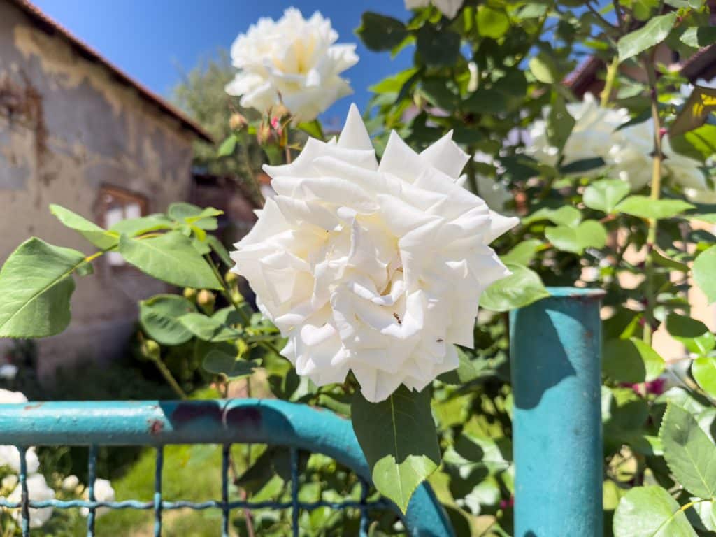 Pivoines à Visoko