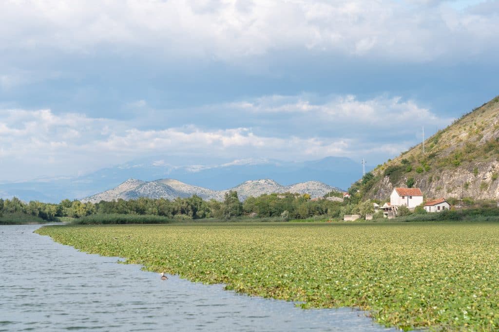 Roseaux de l'eau au Monténégro