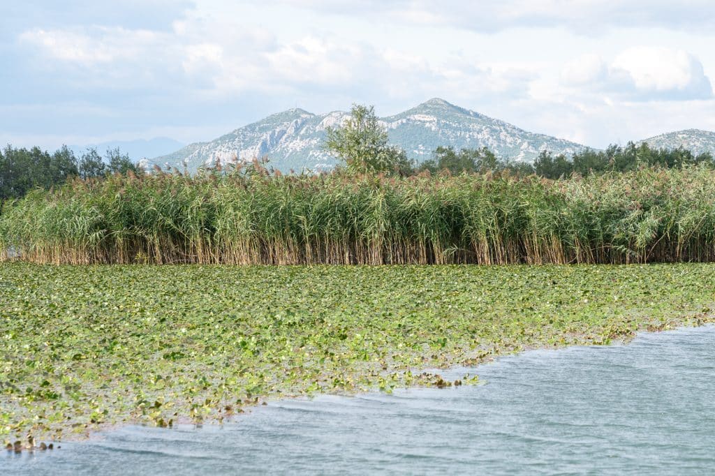 Roseaux de l'eau au Monténégro