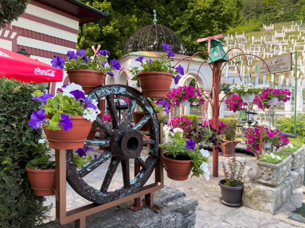 Plantes près du cimetière de Plava Voda