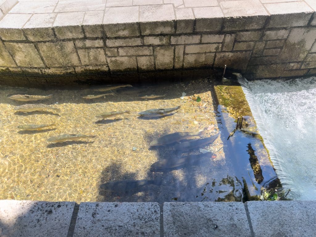 Poissons derrière la Sarena Dzamija, mosquée colorée de Travnik