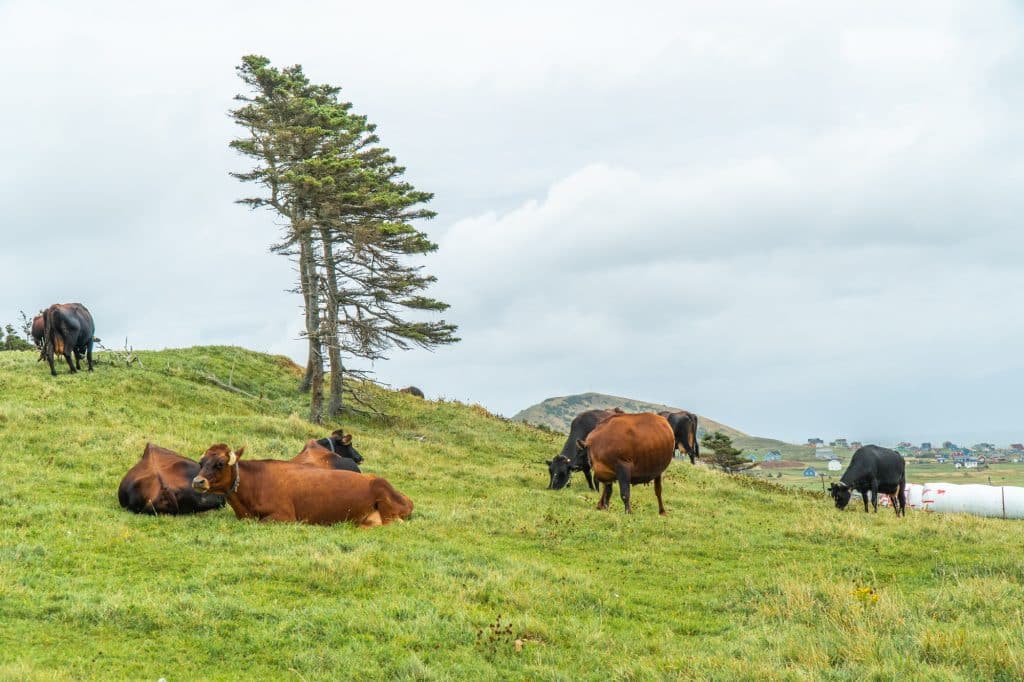 Vache de la Fromagerie du Pied-de-Vent